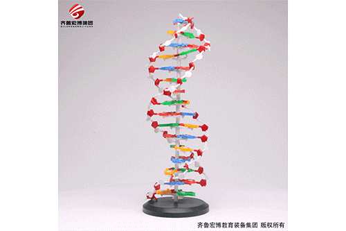 DNA双螺旋结构模型组件